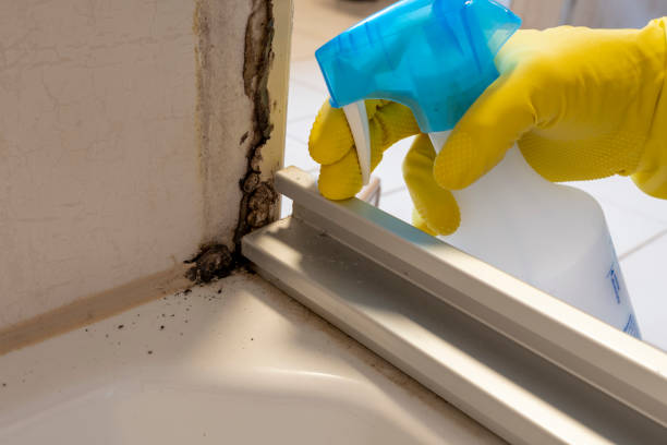 Best Attic Mold Removal  in Jackson, TN